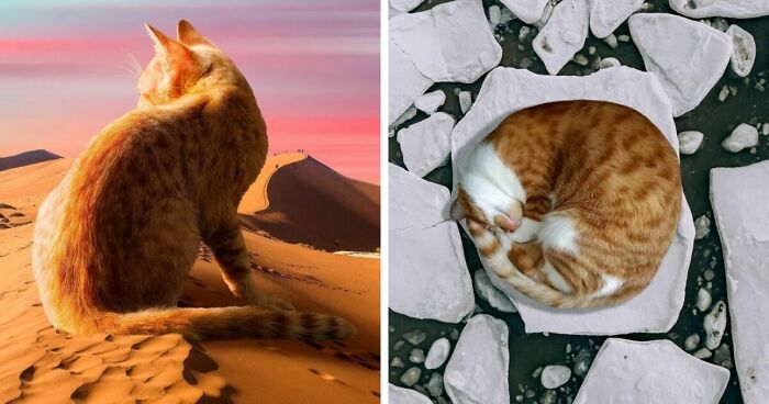 This Artist Creates Surreal Photo Edits With Giant Cats In Them, Here Are His Best 91 Edits (New Pics)