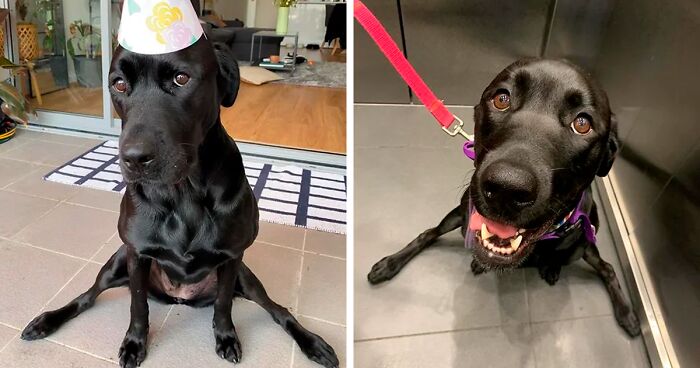 Members Of This Online Group Are Posting Pictures To Show Off Their Funny 'Malfunctioning' Dogs (76 New Pics)