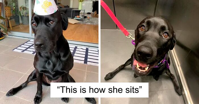 76 Funny Times People Caught Their Dog In The Middle Of A 'Malfunction' And Shared It In This Online Group (New Pics)