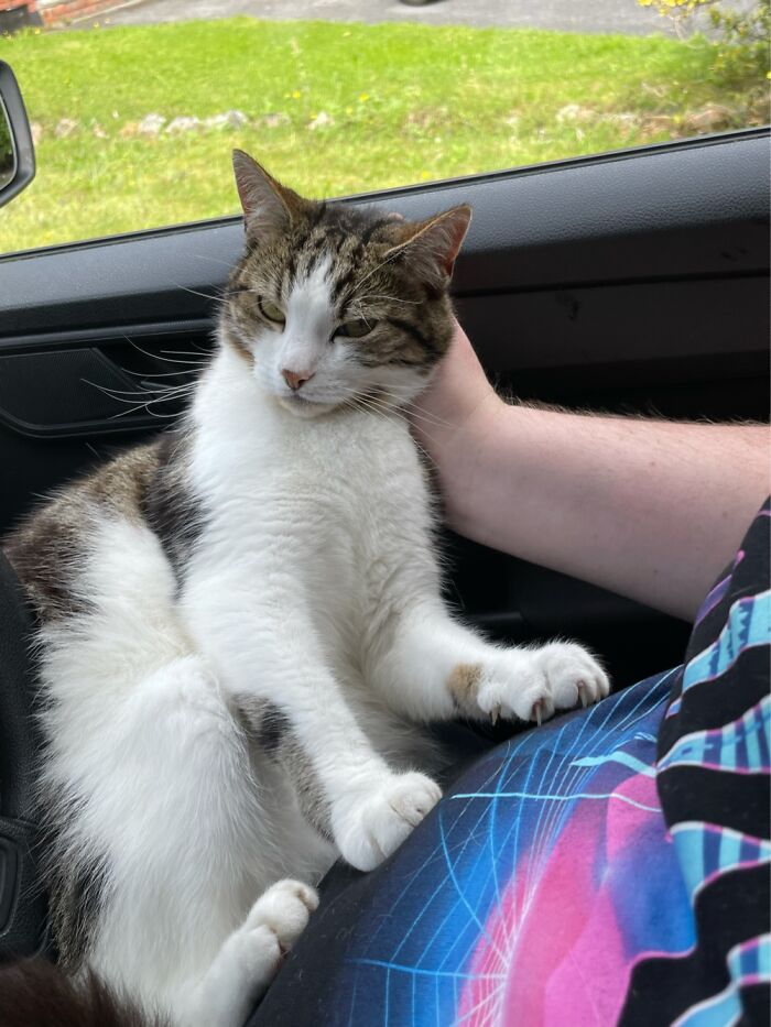 Willow Relaxing In Car