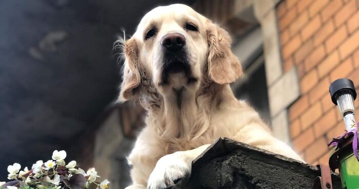 This Golden Retriever In Gdansk, Poland Became A Local Attraction For Tourists