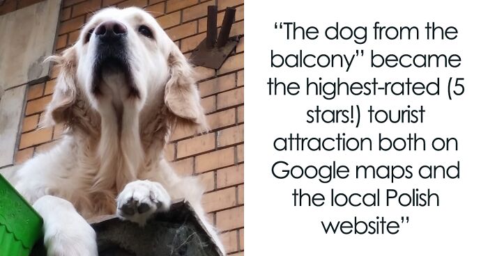 Golden Retriever Hanging Out On Its Balcony Became The Most Popular Tourist Attraction In Gdansk