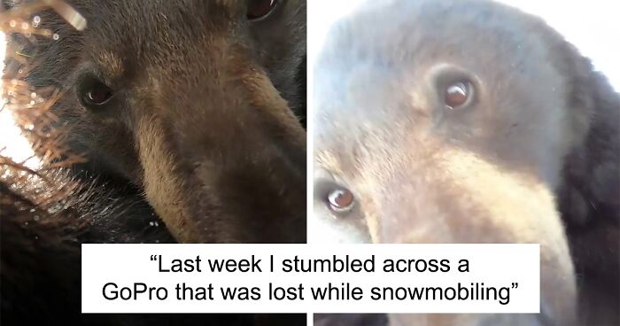 People Online Are Amused By This GoPro Footage Shot By A Bear