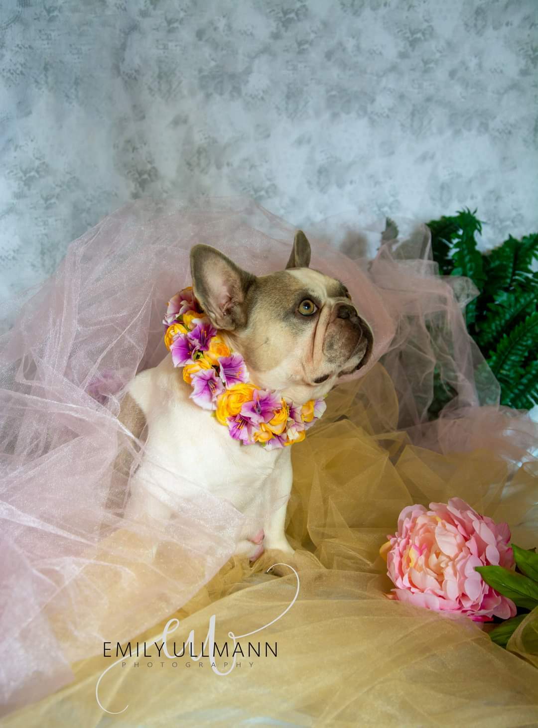 I Gave My French Bulldog Has Beautiful Maternity Shoot (6 Pics)