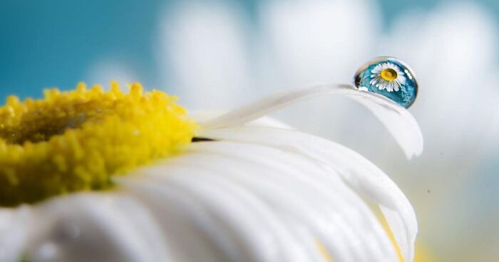 88 Amazing Photos With Water Drops By Amthel Al-Dayni