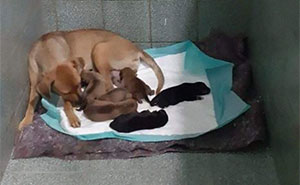 This Dog Dad Waited Outside A Vet Clinic While The Mother Gave Birth To 6 Puppies