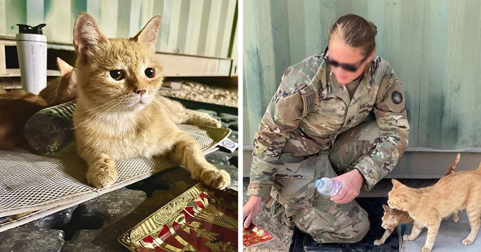 Sergeant Whiskers: A Cat That Comforted Soldiers While They're On Tour Needs Help To Get To The US