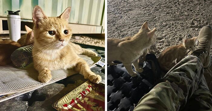 These Soldiers Saved A Stray Cat And Her Babies While On Tour And Are Now Trying To Bring Her To The US