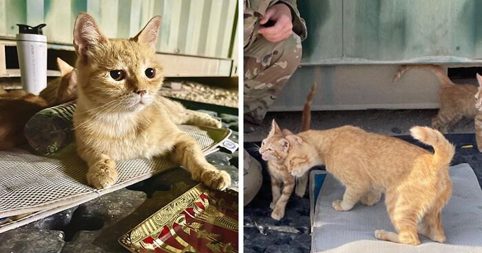 Sergeant Whiskers: A Cat With Two Kittens That Comforted Soldiers While They Were On Tour