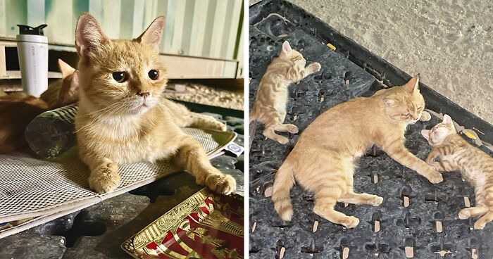 Soldiers Saved A Stray Cat And Her Two Kittens While On Tour And Now Need Help To Bring Them To The US