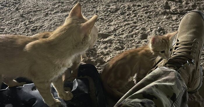 Sergeant Whiskers: A Cat With Two Kittens That Comforted Soldiers While They Were On Tour