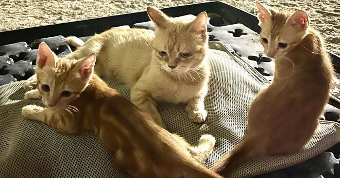 Sergeant Whiskers: A Cat With Two Kittens That Comforted Soldiers While They Were On Tour