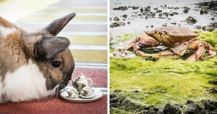 I Spend My Time In Nature Having Tea Parties With All Kinds Of Animals (14 New Pics)