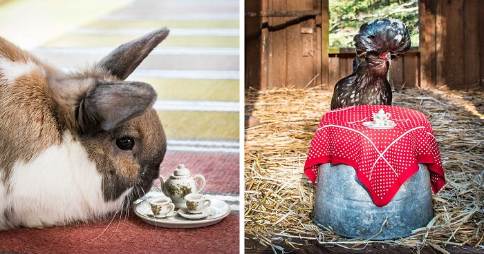 I Have Fun And Magical Tea Parties With All Kinds Of Animals (14 New Pics)