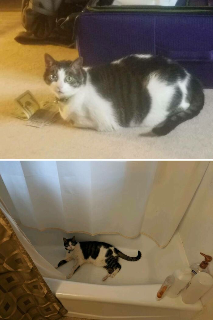 It Took A Heafty Bribe, And Two Years, But My Cat Finally Lost The Weight!