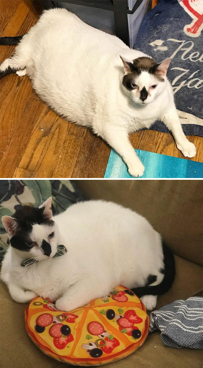 Another Dechonk - Barsik! He's Gone From 41 Lbs To 27 Lbs