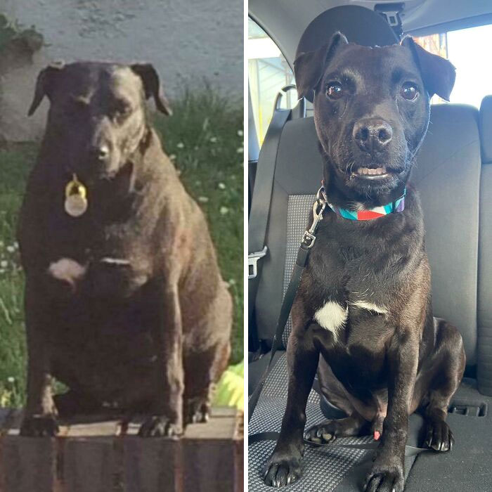 Buddy’s Epic Weight Loss! He Was Around 20kg, And Now He’s At 13kg