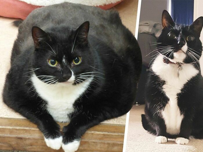 From Thicc To Stick: Massive Tuxie Loses 3 Kg/Half A Stone. More Pounds Have Rolled Since The Picture Was Taken (April 2019)