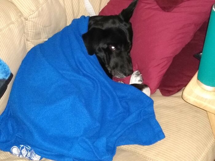 She Likes To Be Tucked In On The Sofa Before I Go To Bed