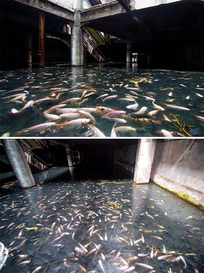 An Abandoned Shopping Mall Is Taken Over By Fish