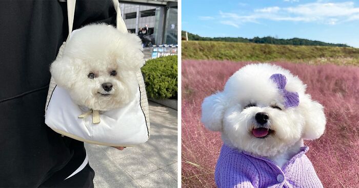 This Pup With The Cutest Facial Expressions Is Guilty Of Stealing People's Hearts (56 Pics)