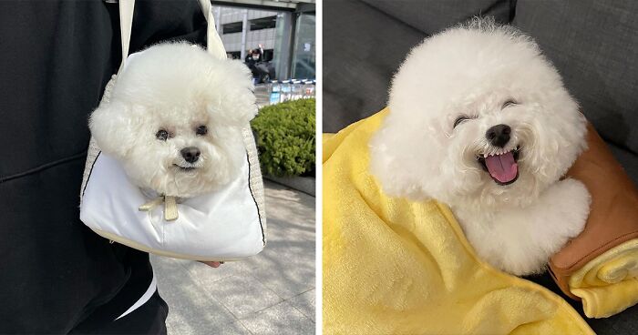 Meet Ham Arang, The Puppy Famous For His Cute Expressions And Stealing People's Hearts (56 Pics)