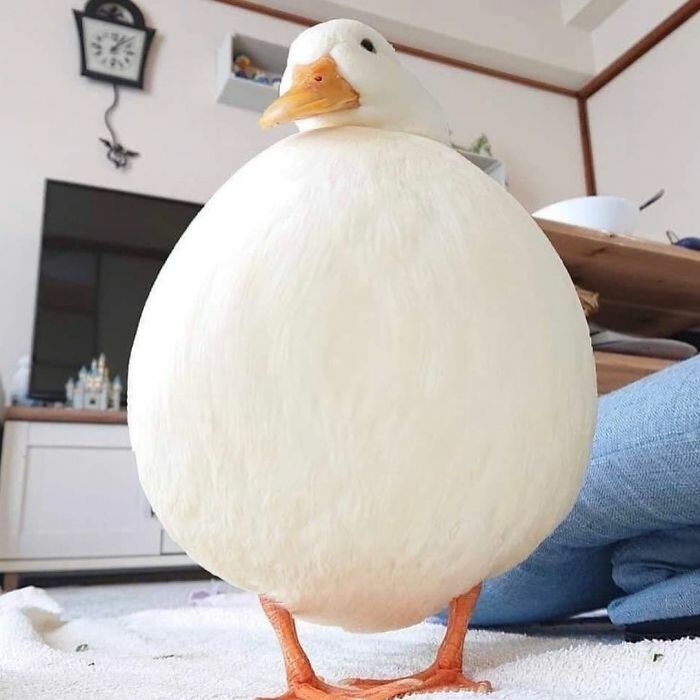 Hey Pandas, Photoshop My Friend’s Duck (Closed)