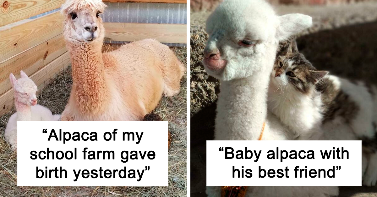 cute baby alpaca pictures