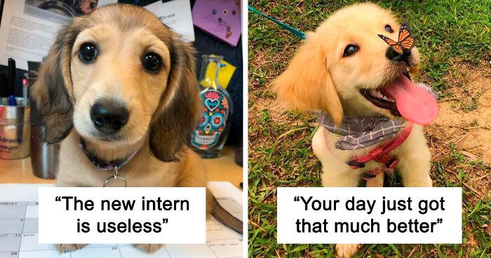 103 Funny And Wholesome Dog Pics To Brighten Your Day