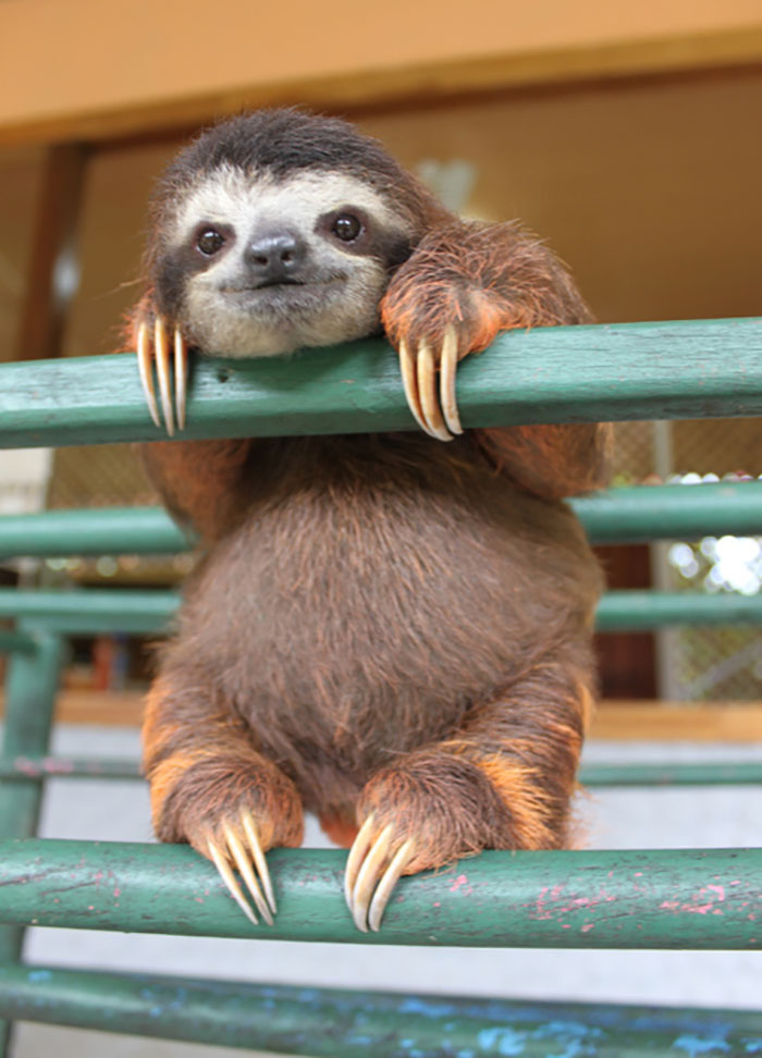 high sloth