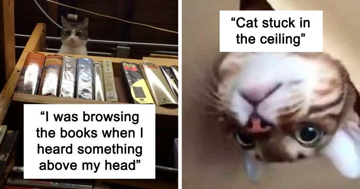 118 Funny Photos Of 'Ceiling Cats'