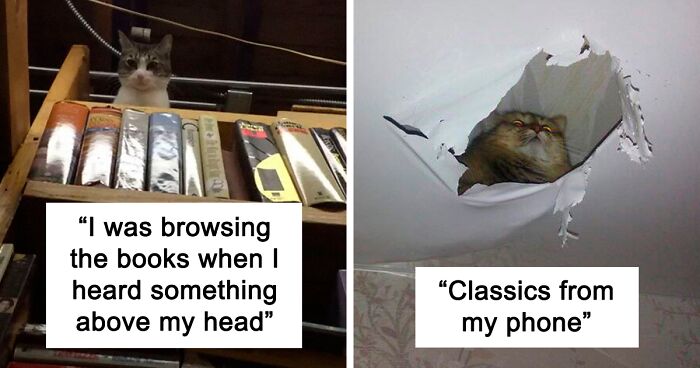 118 Funny Photos Of Cats That Somehow Ended Up On The Ceiling