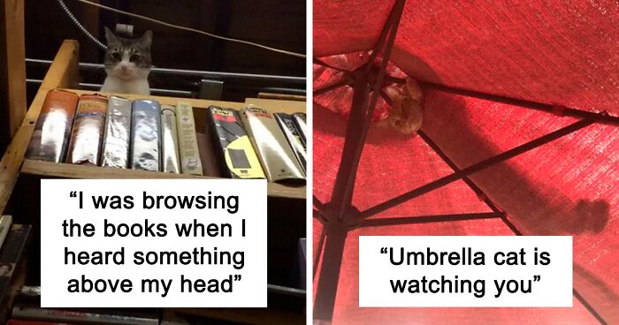 118 Ceiling Cats Who Decided To Act Like Secret Cameras And Watch You From Above