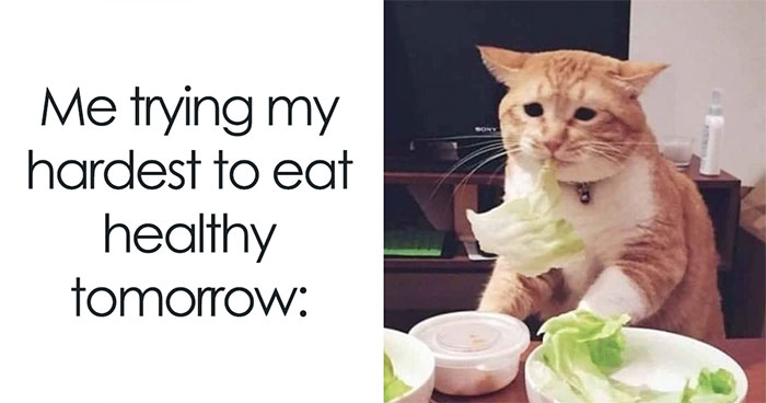 50 Of The Best Food-Related Memes