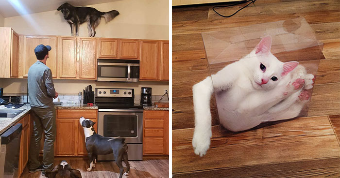 130 Funny Animals Who Somehow Got Stuck And Required Immediate Assistance