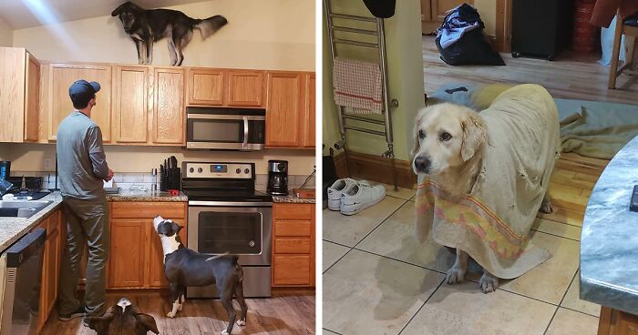 130 Funny Animals Who Overestimated Their Abilities And Got Stuck