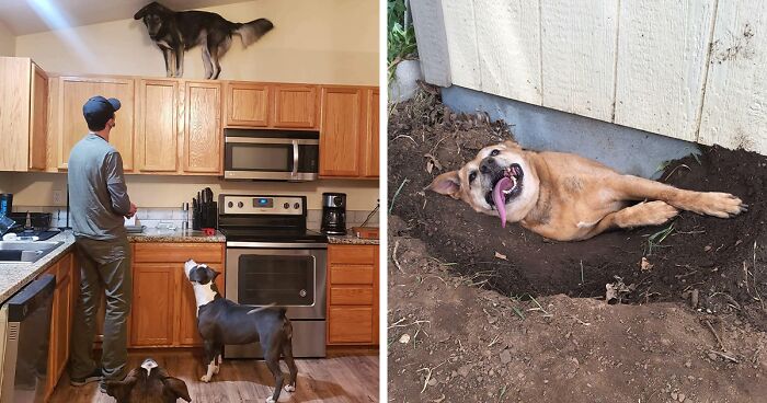 130 Funny Pics Of Clueless Animals Who Got Stuck