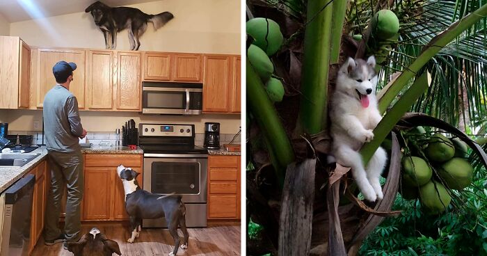 130 Funny Animals Who Got Stuck And Required Human Assistance