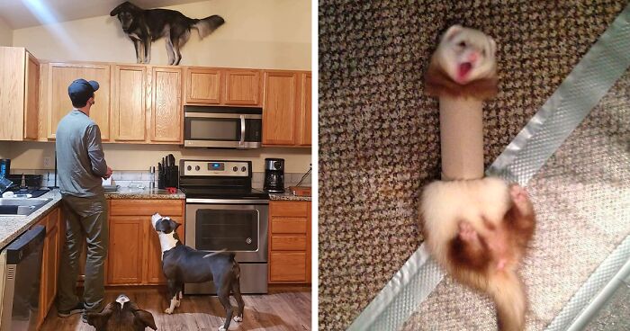 50 Funny Animals Who Got Stuck And Required Human Assistance