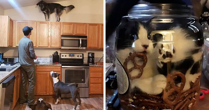 50 Funny Animals Who Got Stuck And Required Human Assistance