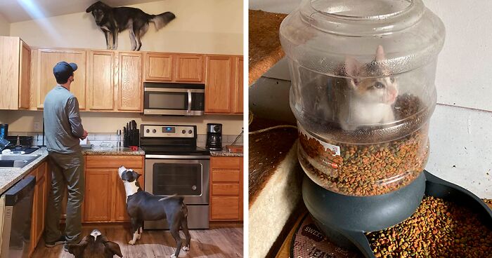 50 Funny Animals Who Got Stuck And Required Human Assistance