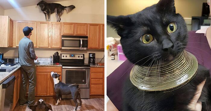 50 Funny Animals Who Got Stuck And Required Human Assistance