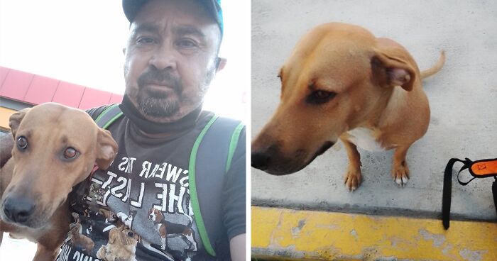 Man Rescued A Dog That Bit Him And His Story Went Viral