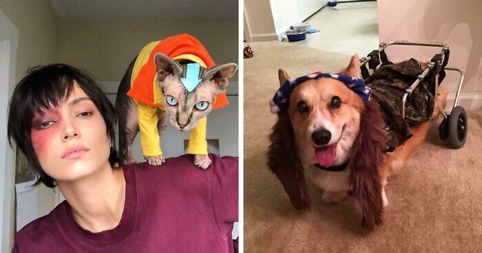 50 Pets That Slayed Their Halloween Costumes