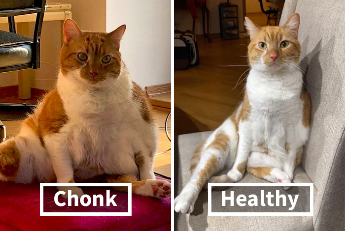 77 Adorable Pets That Successfully Managed To De-Chonk