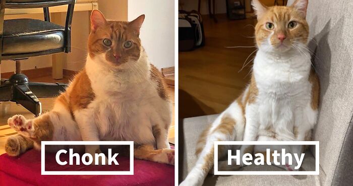 This Online Group Is All About Posting Pet Weight Loss Pics And Here's 77 Of The Cutest De-Chonkers