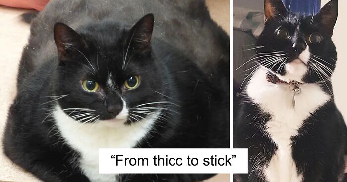 This Online Group Celebrates Chonky Pets Losing Weight And Here's 77 Of The Biggest Transformations