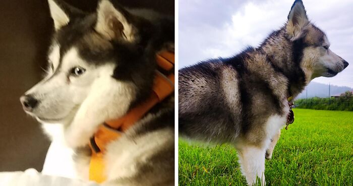 77 Adorable Pets Who Completed Their Weight Loss Journey And Deserve Applause