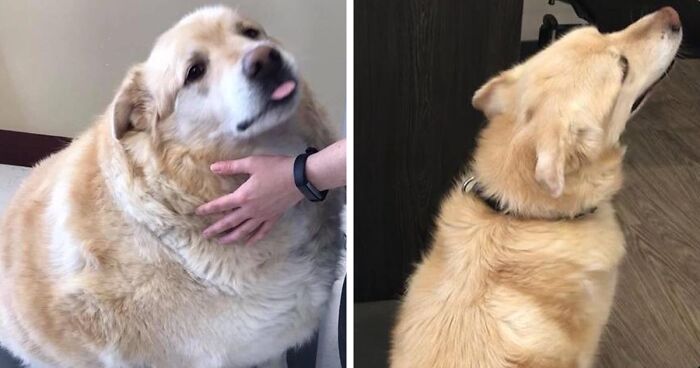 77 Adorable Pets Before And After Losing Weight