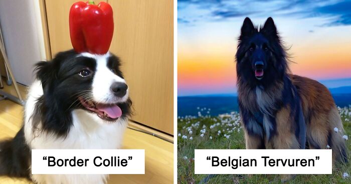 33 Dog Breeds That Are Proven To Be The Most Intelligent